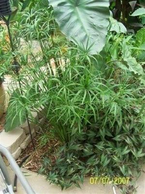 Best Seeds 50 Umbrella Plant Cyperus Alternifolius Papyrus Grass Umbrella Palm 