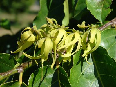 Easy Grow Cananga Odorata Ylang Ylang 10 Seeds