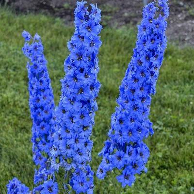 50 Seeds Bright Blue Delphinium Perennial Garden Flower Bright Flowers