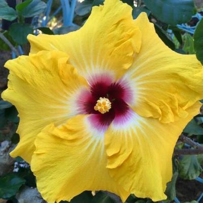 20 Seeds Rare Yellow Red Hibiscus Perennial Flower Garden Exotic Hardy