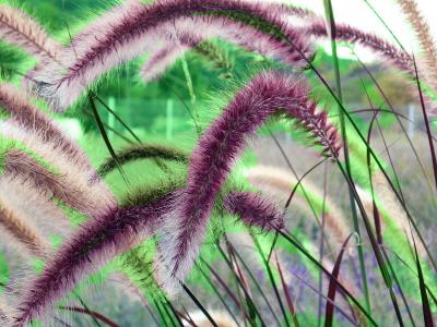 Real Seeds 25 Purple Fountain Grass Ornamental Pennisetum Dark Burgundy Flower 