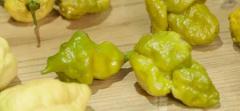 50 seeds Pepper X seeds Seeds SH504Q