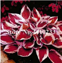 Promotion! 150 Pcs Beautiful Hosta Bonsai Perennials Lily Flow...