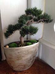 Mendocino Cypress {Cupressus pygmaea} Ornamental | 20+ seeds F...