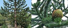 50 Seeds Araucaria Araucana Seeds for Planting Monkey Puzzle T...